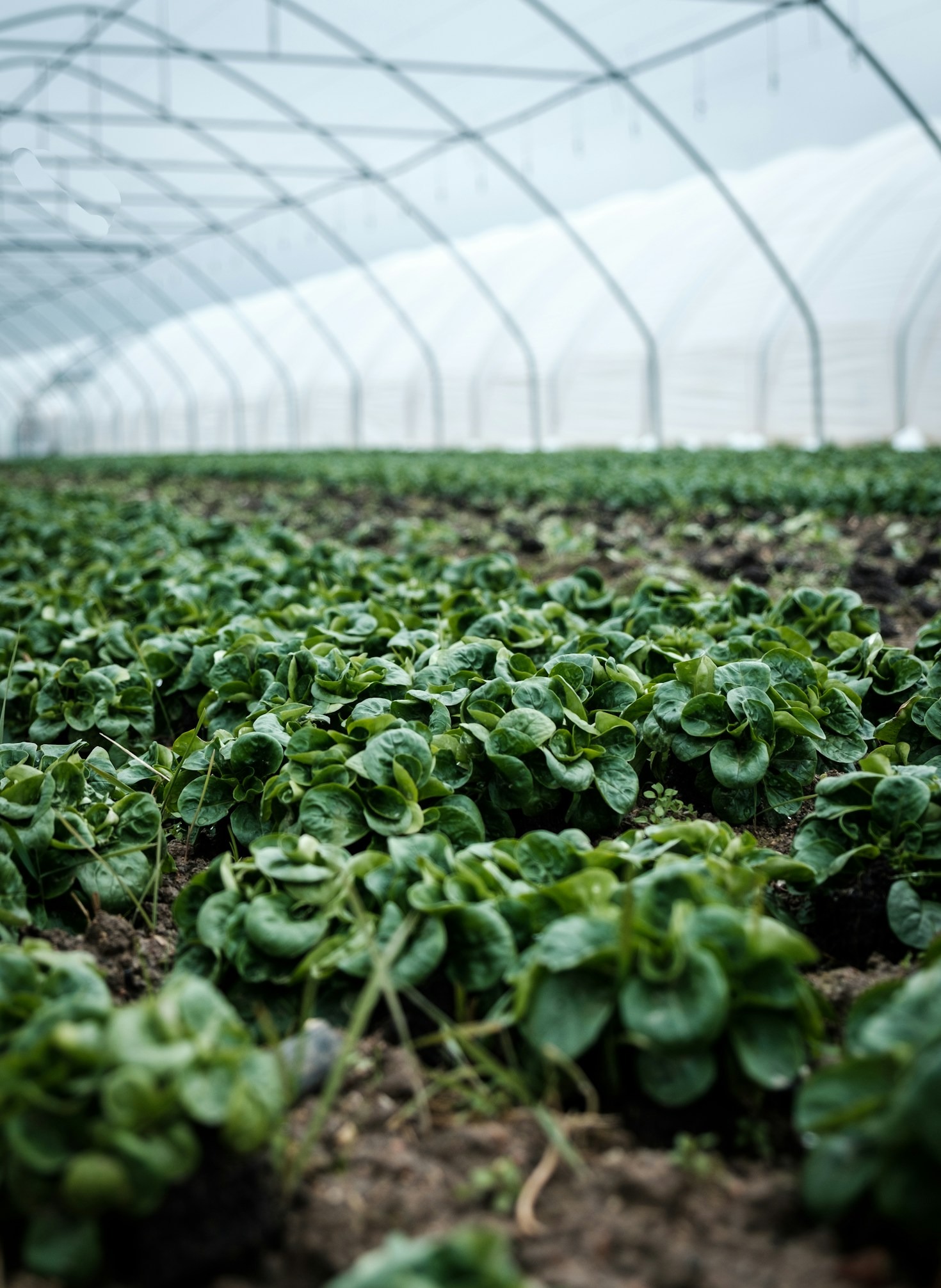 Sustainable Pest Control: A Game Changer for Farmers