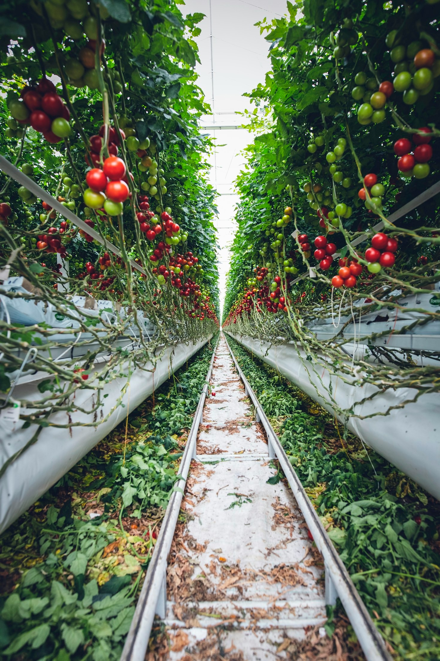 The Future of Farming: Embracing EcoGenie’s Solutions