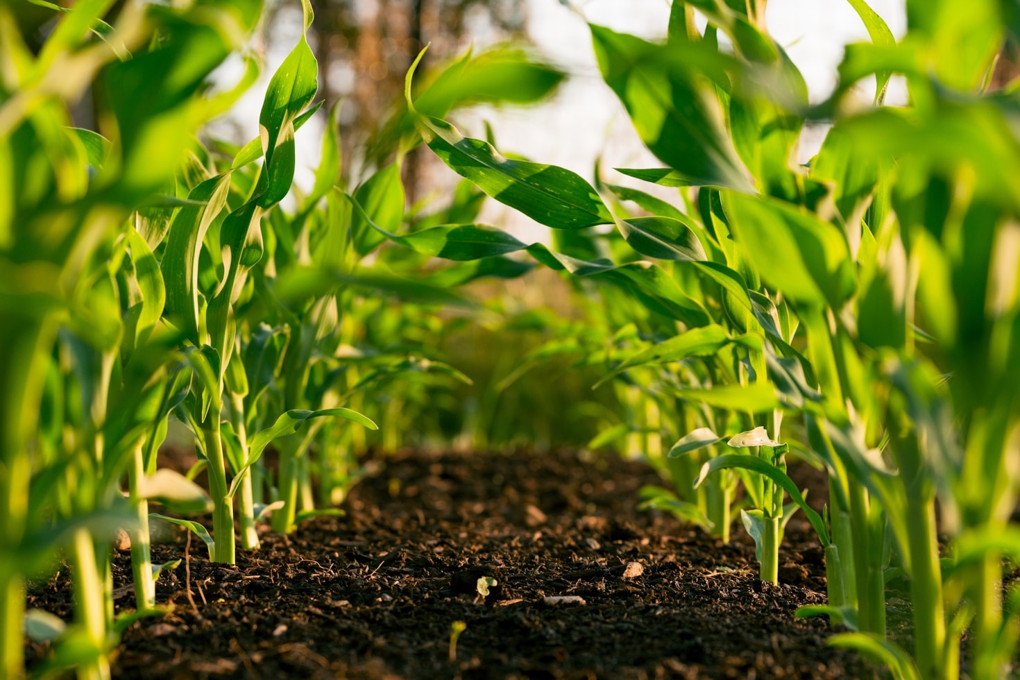 Transform Your Farm with EcoGenie’s Innovations